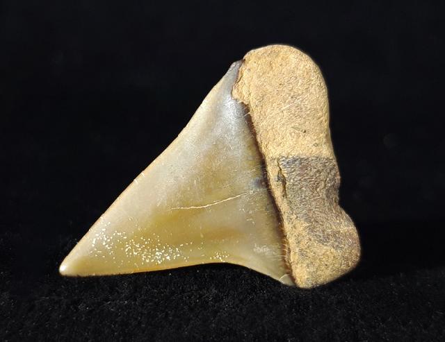 Carcharodon hastalis (AGASSIZ 1838) - Bild © FossNet FossilienStore